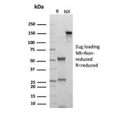 NSJ Antibodies