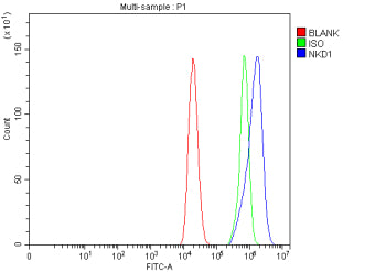 Flow Cytometry analysis of Caco-2 cells using anti-NKD1 antibody. Overlay histogram showing Caco-2 cells stained with (Blue line). To facilitate intracellular staining, cells were fixed with 4% paraformaldehyde and permeabilized with permeabilization buffer. The cells were blocked with 10% normal goat serum. And then incubated with rabbit anti-NKD1 antibody (1 ug/million cells) for 30 min at 20oC.