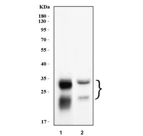 Western blot testing of human 1) U-87 MG and 2) HepG2 cell lysate with CTSB antibody. Molecular weight: 38-46 kDa depending on glycosylation level. An ~31 kDa form (propeptide removed) may be observed and may be further processed into an ~25 kDa heavy chain and ~5 kDa light chain.
