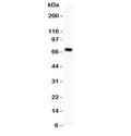 Western blot testing of Perlecan antibody and recombinant human protein (0.5ng)