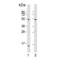 Western blot testing of human 1) A431 and 2) HUVEC lysate with EFEMP1 antibody. Predicted molecular weight ~54 kDa.