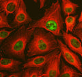 Immunofluorescent staining of TAF6 using anti-TAF6 antibody (green) and anti-Beta Tubulin antibody (red). TAF6 was detected in an immunocytochemical section of U2OS cells. Enzyme antigen retrieval was performed using IHC enzyme antigen retrieval reagent for 15 mins. The cells were blocked with 10% goat serum. And then incubated with 5 ug/ml rabbit anti-TAF6 antibody and mouse anti-Beta Tubulin antibody overnight at 4oC.