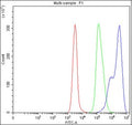 Flow cytometry testing of fixed and permeabilized human Daudi cells with NF-kB p65 antibody at 1ug/million cells (blocked with goat sera); Red=cells alone, Green=isotype control, Blue= NF-kB p65 antibody.