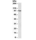 Western blot testing of HeLa lysate with VCP antibody at 0.3ug/ml. Predicted/observed molecular weight: ~89/97kDa.