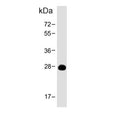 Western blot testing of human spleen tissue lysate with PRSS57 antibody. Predicted molecular weight ~30 kDa.
