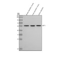 Western blot analysis of Akt3 protein using Zebrafish Akt3 antibody and 1) female zebrafish viscera, 2) male zebrafish viscera and 3) whole zebrafish tissue lysate. Predicted molecular weight ~56 kDa.