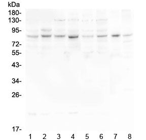 Western blot testing of human 1) HeLa, 2) U-87 MG, 3) U-2 OS, 4) K562, 5) Caco-2, 6) A549, 7) rat heart and 8) mouse heart lysate with HOOK3 antibody at 0.5ug/ml. Predicted molecular weight ~83 kDa.