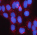 Immunofluorescent staining of SMC1B using anti-SMC1B antibody (red). SMC1B was detected in an immunocytochemical section of U2OA cells. Enzyme antigen retrieval was performed using IHC enzyme antigen retrieval reagent for 15 mins. The cells were blocked with 10% goat serum. And then incubated with 5 ug/ml rabbit anti-SMC1B antibody overnight at 4oC. Cy3 Conjugated Goat Anti-Rabbit IgG was used as secondary antibody at 1:500 dilution and incubated for 30 min at 37oC.