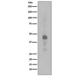 Western blot testing of lysate from human HeLa cells treated with Calyculin A, with phospho-CREB1 antibody (pS133). Expected molecular weight: 37-43 kDa.