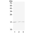 Western blot testing of 1) mouse spleen, 2) mouse kidney and 3) rat kidney lysate with Lymphotactin antibody at 0.5ug/ml. Predicted molecular weight ~13 kDa, can be observed at 15-20 kDa.
