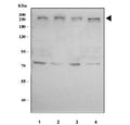 Western blot testing of human 1) 293T, 2) HeLa, 3) MCF7 and 4) HepG2 cell lysate with MED12 antibody. Predicted molecular weight ~245 kDa.