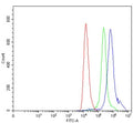 Flow cytometry testing of human HEL cells with TAL1 antibody at 1ug/million cells (blocked with goat sera); Red=cells alone, Green=isotype control, Blue= TAL1 antibody.