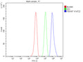 Flow Cytometry analysis of HepG2 cells using anti-FBXW7 antibody. Overlay histogram showing HepG2 cells stained with (Blue line). To facilitate intracellular staining, cells were fixed with 4% paraformaldehyde and permeabilized with permeabilization buffer. The cells were blocked with 10% normal goat serum. And then incubated with rabbit anti-FBXW7 antibody (1 ug/million cells) for 30 min at 20oC.