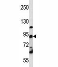 UBF1 / UBF antibody western blot analysis in K562 lysate.