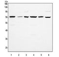 Western blot testing of 1) rat brain, 2) rat thymus, 3) rat PC-12, 4) mouse brain, 5) mouse thymus and 6) mouse NIH 3T3 cell with PDE12 antibody. Predicted molecular weight ~67 kDa.