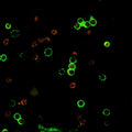 Immunofluorescent staining of human PBMC with recombinant CD4 antibody (clone rC4/206, green).
