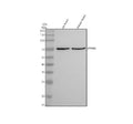 Western blot analysis of PTPRR using anti-PTPRR antibody. Electrophoresis was performed on a 10% SDS-PAGE gel at 80V (Stacking gel) / 120V (Resolving gel) for 2 hours. Lane 1: rat brain tissue lysates, Lane 2: mouse brain tissue lysates. After electrophoresis, proteins were transferred to a nitrocellulose membrane at 150 mA for 50-90 min. Blocked the membrane with 5% non-fat milk/TBS for 1.5 hour at RT.