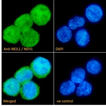Immunofluorescent staining of fixed and permeabilized human U937 cells with NEIL1 antibody (green) at 10ug/ml and DAPI nuclear stain (blue).