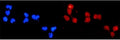 Immunofluorescent staining of FFPE human U-2 OS cells with DDB2 antibody (red) and DAPI nuclear stain (blue). HIER: steam section in pH6 citrate buffer for 20 min.