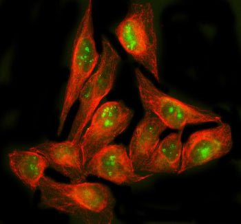 Immunofluorescent staining of POLR1E using anti-POLR1E antibody (green) and anti-Beta Tubulin antibody (red). POLR1E was detected in an immunocytochemical section of U2OS cells. Enzyme antigen retrieval was performed using IHC enzyme antigen retrieval reagent for 15 mins. The cells were blocked with 10% goat serum. And then incubated with 5 ug/ml rabbit anti-POLR1E antibody and mouse anti-Beta Tubulin antibody overnight at 4oC.