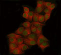 Immunofluorescent staining of FFPE human MCF7 cells with POLR3D antibody (green) and Beta Tubulin mAb (red). HIER: steam section in pH6 citrate buffer for 20 min.