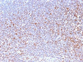 IHC staining of FFPE human tonsil with Nuclear Marker antibody (clone NM2984R). HIER: boil tissue sections in pH6, 10mM citrate buffer, for 10-20 min and allow to cool prior to testing.
