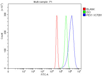 Flow Cytometry analysis of mouse Neuro-2a cells using anti-Peroxin 1 antibody. Overlay histogram showing Neuro-2a cells stained with (Blue line). To facilitate intracellular staining, cells were fixed with 4% paraformaldehyde and permeabilized with permeabilization buffer. The cells were blocked with 10% normal goat serum. And then incubated with rabbit anti-Peroxin 1 antibody (1 ug/million cells) for 30 min at 20oC.