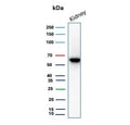 Western blot testing of human kidney tissue lysate with Occludin antibody. Predicted molecular weight ~59 kDa.