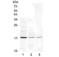 Western blot testing of 1) human Jurkat, 2) rat liver and 3) mouse liver lysate with Ribonuclease 3 antibody at 0.5ug/ml. Predicted molecular weight ~18 kDa.