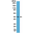 Western blot testing of human HeLa cell lysate with recombinant BAG-1 antibody at 1:1000. Expected molecular weight of the BAG-1L isoform: ~50 kDa.