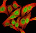 Immunofluorescent staining of SFMBT2 using anti-SFMBT2 antibody (green) and anti-Beta Tubulin antibody (red). SFMBT2 was detected in an immunocytochemical section of Hela cells. Enzyme antigen retrieval was performed using IHC enzyme antigen retrieval reagent for 15 mins. The cells were blocked with 10% goat serum. And then incubated with 5 ug/ml rabbit anti-SFMBT2 antibody and mouse anti-Beta Tubulin antibody overnight at 4oC.