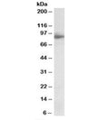 Western blot testing of amygdala lysate with NLGN4X antibody at 1ug/ml. Predicted molecular weight: ~92kDa.