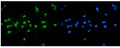 IF/ICC staining of FFPE human A549 cells with NR1H4 antibody (green) at 2ug/ml and DAPI nuclear stain (blue). HIER: steam section in pH6 citrate buffer for 20 min.