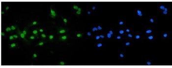 IF/ICC staining of FFPE human A549 cells with NR1H4 antibody (green) at 2ug/ml and DAPI nuclear stain (blue). HIER: steam section in pH6 citrate buffer for 20 min.