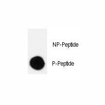 Dot blot analysis of phospho-CRK antibody. 50ng of phos-peptide or nonphos-peptide per dot were spotted. P-Peptide=phos-peptide; NP-Peptide=nonphos-peptide.