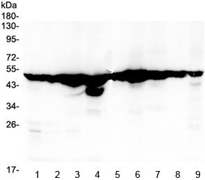 Western blot testing of 1) rat lymph, 2) rat small intestine, 3) rat stomach, 4) mouse kidney, 5) mouse testis, 6) mouse stomach, 7) human K562, 8) human U937 and 9) human HL60 lysate with FH antibody at 0.5ug/ml. Predicted molecular weight: ~55/50kDa (isoforms 1/2).