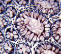IHC testing of FFPE human colon tissue with PIGR antibody. HIER: steam section in pH6 citrate buffer for 20 min and allow to cool prior to staining.