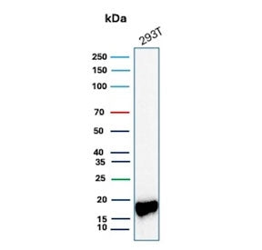 Western blot testing of human 293T cell lysate with Survivin antibody (clone BIRC5/9073). Predicted molecular weight ~16 kDa.