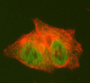 Immunofluorescent staining of PCYT2 using anti-PCYT2 antibody (green) and anti-Beta Tubulin antibody (red). PCYT2 was detected in an immunocytochemical section of HepG2 cells. Enzyme antigen retrieval was performed using IHC enzyme antigen retrieval reagent for 15 mins. The cells were blocked with 10% goat serum. And then incubated with 5 ug/ml rabbit anti-Histone H4 antibody and mouse anti-PCYT2 antibody overnight at 4oC.