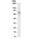Western blot testing of human cerebellum lysate with AFM antibody at 0.3ug/ml. Predicted molecular weight: ~69/87kDa (unmodified/glycosylated).