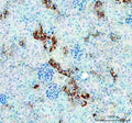 IHC staining of FFPE rat testis tissue with TIM-1 antibody. HIER: steam section in pH6 citrate buffer for 20 min.