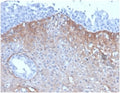 IHC staining of FFPE human kidney tissue with FGF-23 antibody (clone FGF23/4171) 2ug/ml in PBS for 30min RT. HIER: boil tissue sections in pH 9 10mM Tris with 1mM EDTA for 20 min and allow to cool before testing.