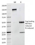 SDS-PAGE Analysis of Purified, BSA-Free CD53 Antibody (clone 63-5A3). Confirmation of Integrity and Purity of the Antibody.