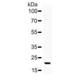 Western blot testing of human recombinant protein with IL6 antibody.