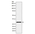 Western blot testing of human HepG2 cell lysate with CBX7 antibody. Predicted molecular weight ~28 kDa.