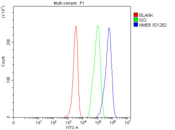 Flow Cytometry analysis of HEL cells using anti-NME8 antibody. Overlay histogram showing HEL cells stained with (Blue line). To facilitate intracellular staining, cells were fixed with 4% paraformaldehyde and permeabilized with permeabilization buffer. The cells were blocked with 10% normal goat serum. And then incubated with rabbit anti-NME8 antibody (1 ug/million cells) for 30 min at 20oC.