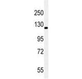 Western blot testing of human A549 cell lysate with c-RET antibody.