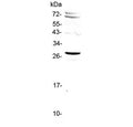 Western blot testing of human HeLa cell lysate with SIX6 antibody at 0.5ug/ml. Predicted molecular weight ~28 kDa.