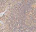 IHC testing of FFPE human tonsil tissue with HLA-B antibody. HIER: steam section in pH6 citrate buffer for 20 min and allow to cool prior to staining.
