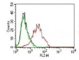 Intracellular FACS testing of human MCF-7 cells: Black=cells alone; Green=isotype control; Red=ER antibody